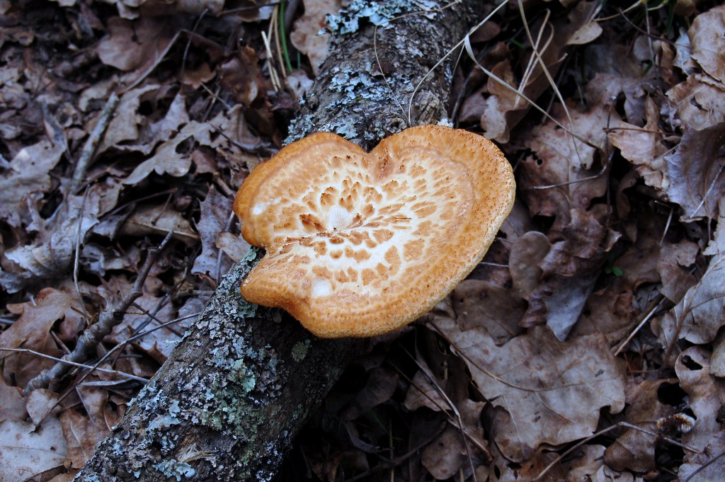 Giornata a San Rossore.